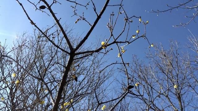 20260203明日は立春